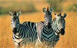 Animales de rayas blanco y negro, fondos de pantalla de alta definición de cebra #3