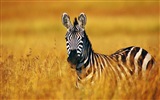 Черно-белые полосатые животных, HD обои зебра #4