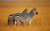 Animales de rayas blanco y negro, fondos de pantalla de alta definición de cebra #7