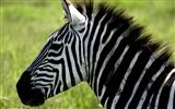 검은 색과 흰색 줄무늬 동물, 얼룩말의 HD 배경 화면 #9