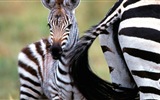 검은 색과 흰색 줄무늬 동물, 얼룩말의 HD 배경 화면 #10