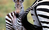 Schwarz-weiß gestreifte Tier, Zebra HD Wallpaper #10