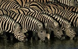 Черно-белые полосатые животных, HD обои зебра #11