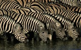 Schwarz-weiß gestreifte Tier, Zebra HD Wallpaper #11