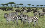 Animales de rayas blanco y negro, fondos de pantalla de alta definición de cebra #12