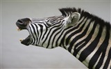 검은 색과 흰색 줄무늬 동물, 얼룩말의 HD 배경 화면 #14