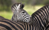 Animales de rayas blanco y negro, fondos de pantalla de alta definición de cebra #16