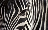 검은 색과 흰색 줄무늬 동물, 얼룩말의 HD 배경 화면 #17
