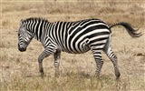 Černá a bílá pruhované zvíře, zebra HD tapety na plochu #18