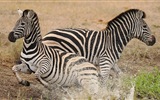 Černá a bílá pruhované zvíře, zebra HD tapety na plochu