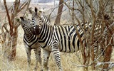 Черно-белые полосатые животных, HD обои зебра #20