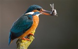 Fishing master, kingfisher HD wallpapers