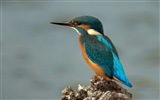 Fishing master, kingfisher HD wallpapers #5