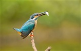 Fishing master, kingfisher HD wallpapers #9