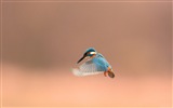 Fishing master, kingfisher HD wallpapers #10