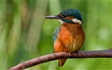 Fishing master, kingfisher HD wallpapers #15