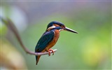 Fishing master, kingfisher HD wallpapers #16