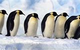 Animal world, Windows 8 panoramic widescreen wallpapers #1