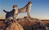 Animal world, Windows 8 panoramic widescreen wallpapers #2