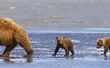 Mundo de los animales, de Windows 8 fondos de pantalla de pantalla ancha panorámica #3