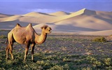 Monde animal, de Windows 8 fonds d'écran widescreen panoramique #5