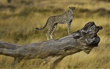 Animal world, Windows 8 panoramic widescreen wallpapers #8