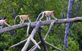 Mundo de los animales, de Windows 8 fondos de pantalla de pantalla ancha panorámica #10