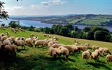 Tierwelt, Windows 8 Panorama-Widescreen-Wallpaper