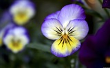 Colorful flowers close-up, Windows 8 HD wallpapers #2