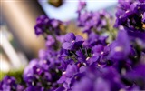 Bunte Blumen close-up, Windows 8 Wallpaper HD #3