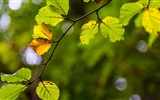 Hojas de las plantas con fondos de pantalla de alta definición de rocío #6