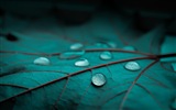Plant leaves with dew HD wallpapers #8