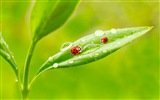 Plant leaves with dew HD wallpapers #9