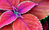 Les feuilles des plantes avec des papiers peints rosée HD #10
