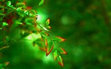 Листья растений с росы HD обои #11