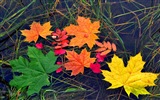 叶子与露珠 高清植物壁纸18