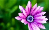 Primer plano macro de fondos de pantalla de alta definición hermosas flores #15