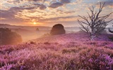 Misty Morgen Landschaft, Windows 8 Theme Wallpaper #2