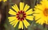 Spring flowers bloom, Windows 8 theme wallpaper #3