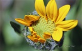 Spring flowers bloom, Windows 8 theme wallpaper #4