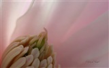 Fleurs de printemps floraison, Windows 8 écran thème #11