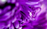 Blumen mit Tau close-up, Windows 8 HD Wallpaper #5