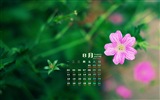 August 2014 calendar wallpaper (1) #10