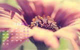 September 2014 Calendar wallpaper (1) #16