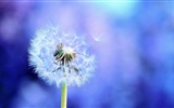 Belles plantes close-up, fonds d'écran HD pissenlit