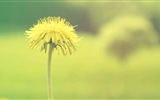 Beautiful plants close-up, dandelion HD wallpapers #2