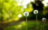 Beautiful plants close-up, dandelion HD wallpapers #5