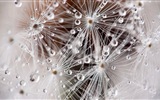 Beautiful plants close-up, dandelion HD wallpapers #6