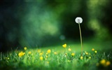 Beautiful plants close-up, dandelion HD wallpapers #8