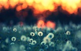 Beautiful plants close-up, dandelion HD wallpapers #9